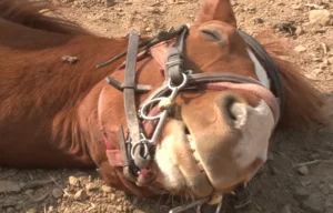 بالفيديو.. حصان يتظاهر بأنه ميت.. وهذا هو السبب