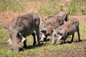 9 أسود ينتظرون خروج خنزير من مخبئه… فيديو