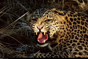 فهد جائع يفترس كلبا ضخما نائما بجانب باب منزل… فيديو