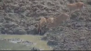 فيديو مرعب.. ثعبان يقلد التماسيح ويفترس غزالا