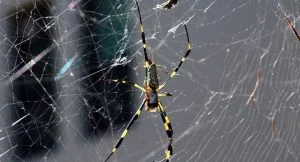 لهذه الأسباب لا تقتل العناكب في المنزل