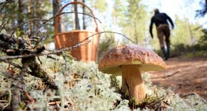 مادة مهلوسة في الفطر تعالج الاكتئاب