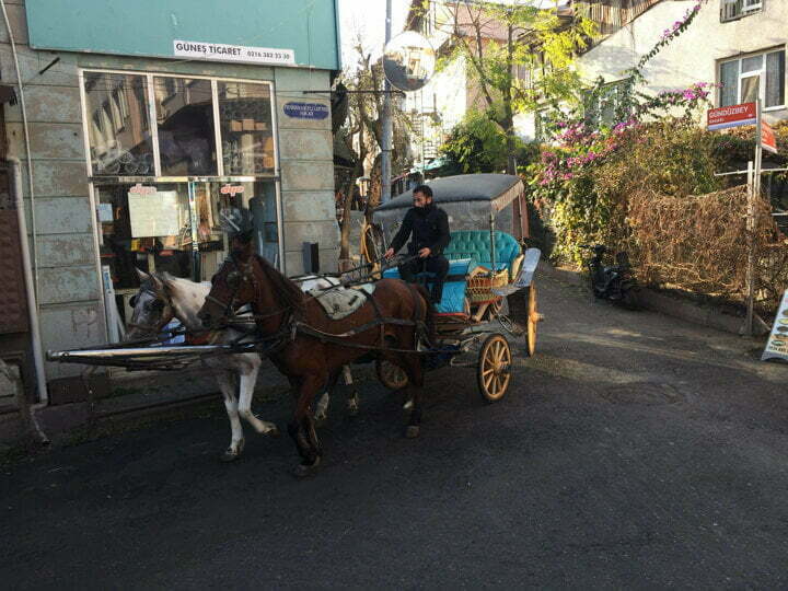 الخيول في جزر الأميرات