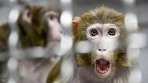 “كارثة في المعمل” أثناء إجراء أبحاث على قرد