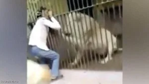 أسد ينهش ذراع حارسه.. فيديو للهجوم “الغادر”