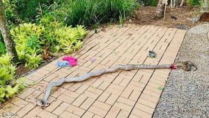 ثعبان هائل يجر طفلا من ساقه.. والأب ينقذه بأعجوبة