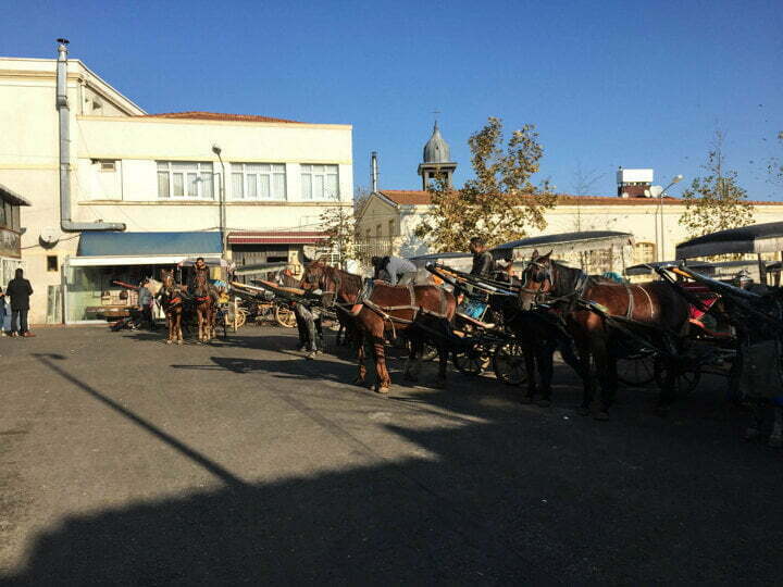 الخيول في جزر الأميرات