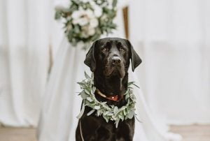 ردة فعل مؤثرة من كلب رأى صاحبته بثوب الزفاف (شاهد)