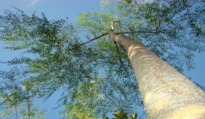 تعرف على الشجرة التي تشفي مئات الأمراض بما فيها السكري