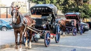 قرار بحظر “الحنطور” في جزر الأميرات بإسطنبول