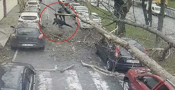 لحظة سقوط الشجرة على المواطنين الثلاث في منطقة شيشلي بإسطنبول