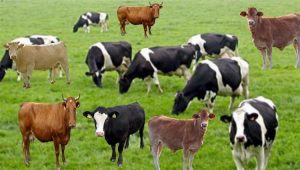دراسة: الأبقار تتحدّث لبعضها عن الطعام والطقس