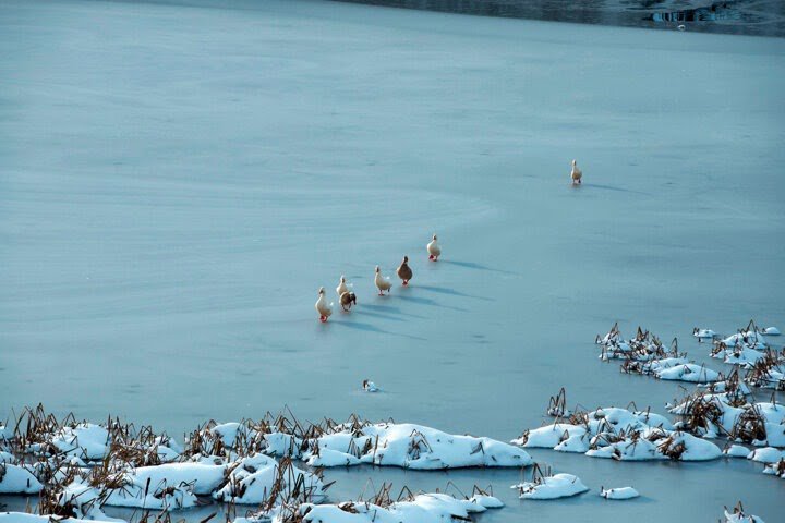 صور: منظر ساحر للزائر الأبيض في حديقة أكداغ الطبيعية غربي تركيا 1