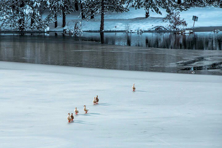 صور: منظر ساحر للزائر الأبيض في حديقة أكداغ الطبيعية غربي تركيا 3