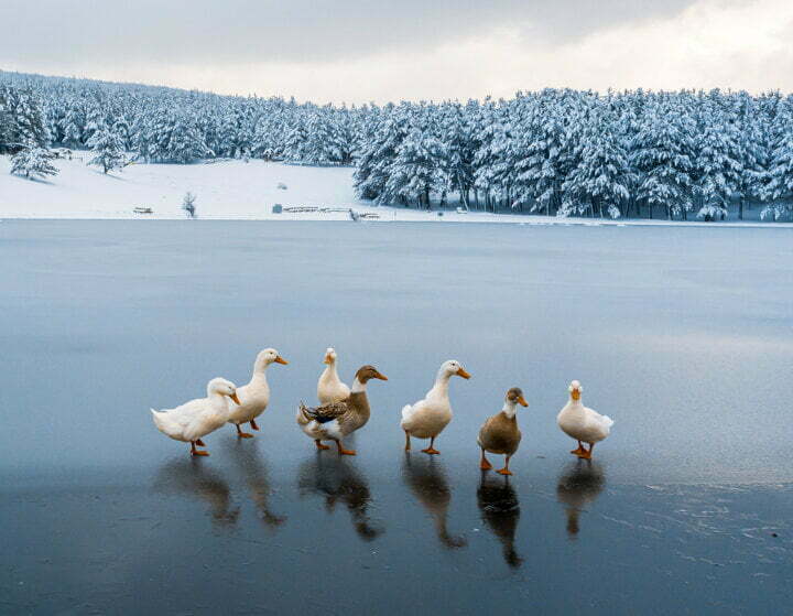 صور: منظر ساحر للزائر الأبيض في حديقة أكداغ الطبيعية غربي تركيا 7