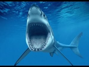 مرعب..اسماك القرش تفترس لاعبا استراليا (صورة)