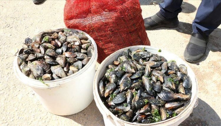 كمية من بلح البحر المضبوط