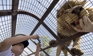 حديقة حيوان تضع زوارها في قفص بدل الاسود (شاهد) 3