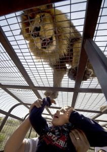 حديقة حيوان تضع زوارها في قفص بدل الاسود (شاهد) 1