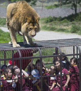 حديقة حيوان تضع زوارها في قفص بدل الاسود (شاهد) 5