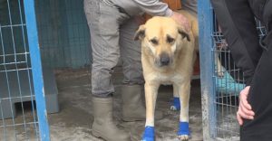 بالفيديو| ربط الكلب في مركبته وسحبه بطريقة وحشية في إسطنبول