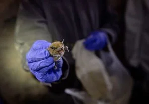 “فيروس كورونا” يُباع في “ووهان” سرًا ؟