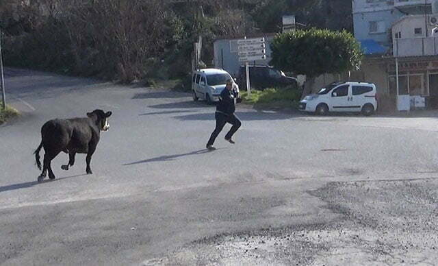 فرار عجل من شاحنة يقلب محافظة هاتاي رأسا على عقب 9