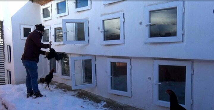 تركي يبيع دواجن غريبة وصل سعر الواحدة منها 9 آلاف ليرة (صور) 1