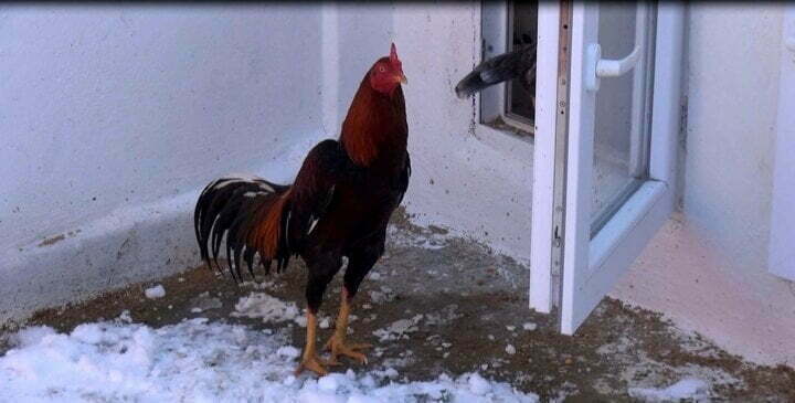 تركي يبيع دواجن غريبة وصل سعر الواحدة منها 9 آلاف ليرة (صور) 7