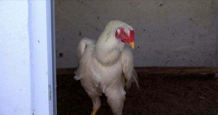 تركي يبيع دواجن غريبة وصل سعر الواحدة منها 9 آلاف ليرة (صور) 3