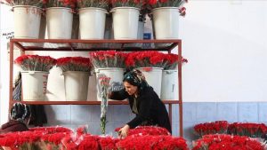 60 مليون زهرة تركية تزين “الفالنتين” في 50 دولة