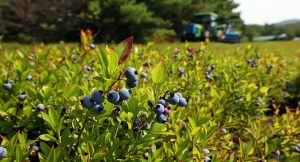 7 فواكه زرقاء لذيذة ولها فوائد صحية كبيرة (صور)