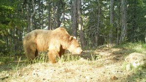 أكثر من ألفي كاميرا مراقبة ترصد الحياة البرية في تركيا