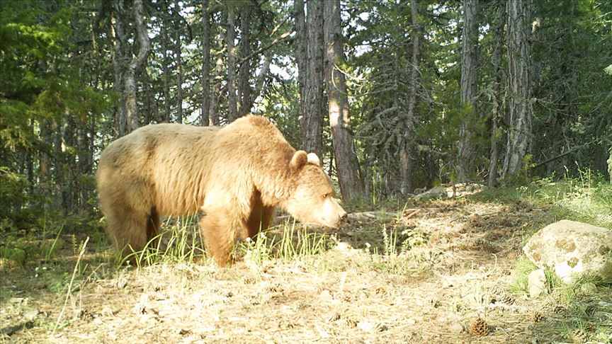 أكثر من ألفي كاميرا مراقبة ترصد الحياة البرية في تركيا 1