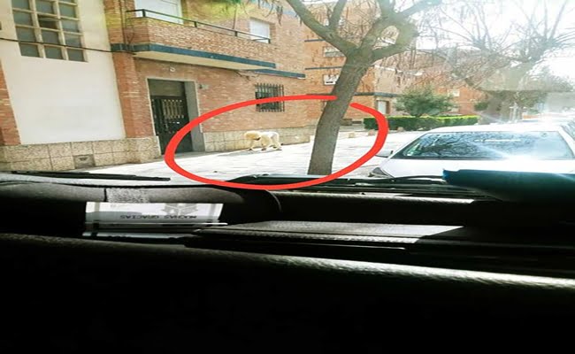 إسبانيا .. رجل يتنكّر في شكل كلب لكسر الحجر الصحي !! 1