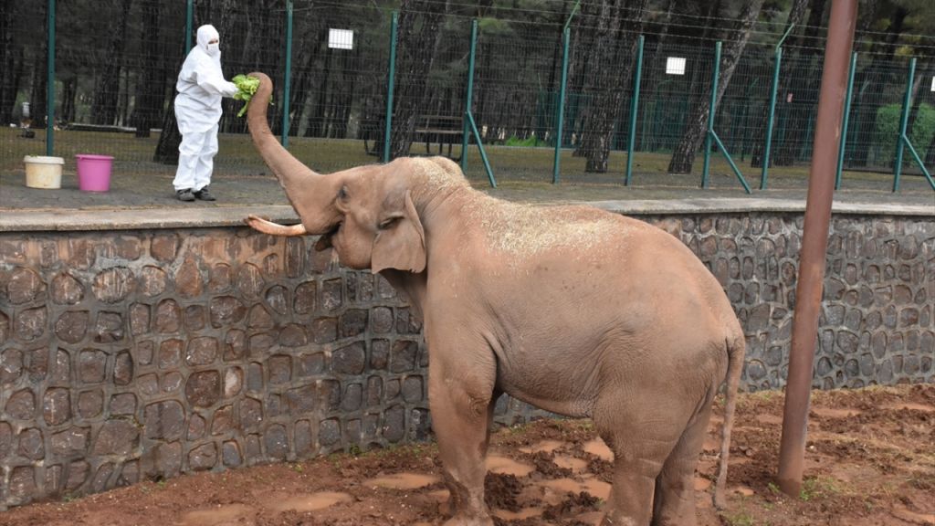 احتياطات الفيروس تطال حديقة حيوانات في غازي عنتاب (شاهد) 1