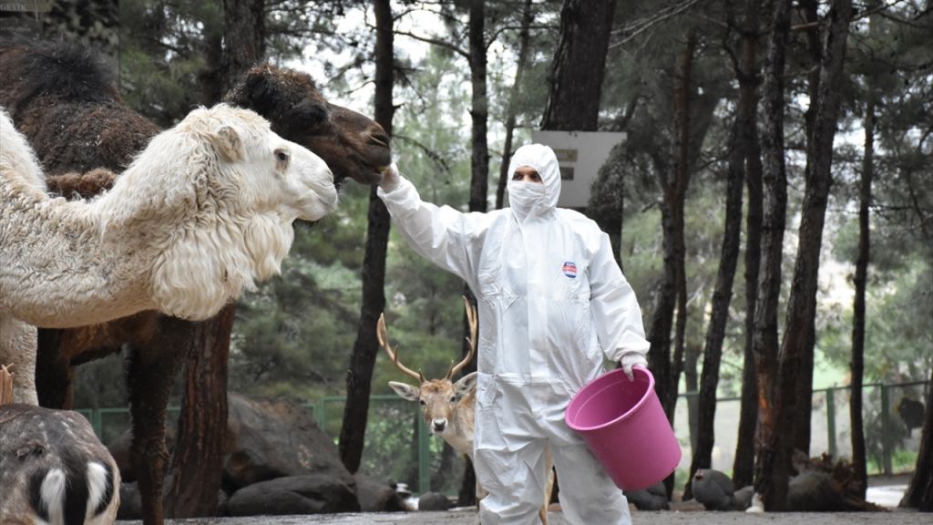 احتياطات الفيروس تطال حديقة حيوانات في غازي عنتاب (شاهد) 3