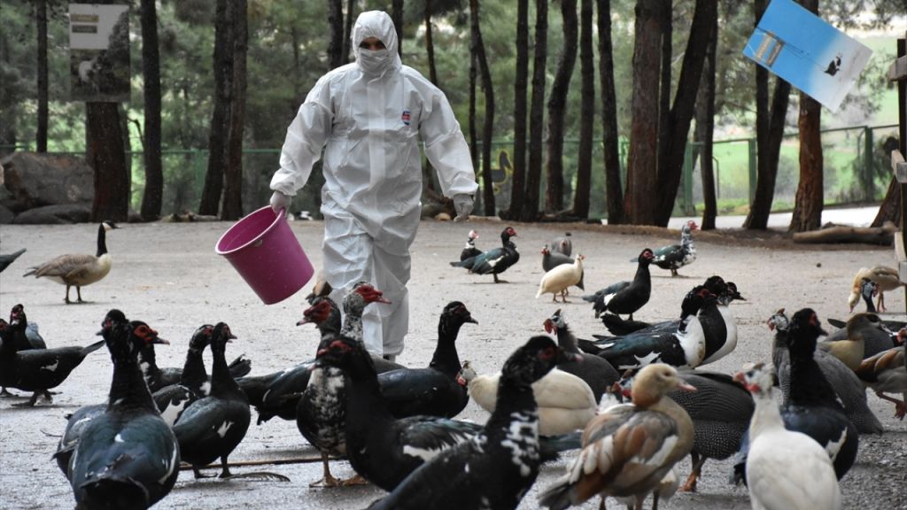 احتياطات الفيروس تطال حديقة حيوانات في غازي عنتاب (شاهد) 5