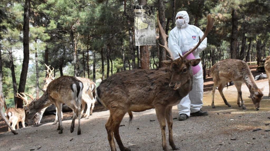 احتياطات الفيروس تطال حديقة حيوانات في غازي عنتاب (شاهد) 7