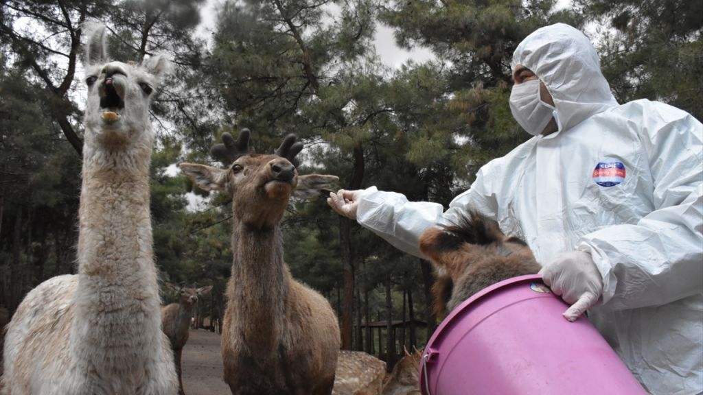 احتياطات الفيروس تطال حديقة حيوانات في غازي عنتاب (شاهد) 9