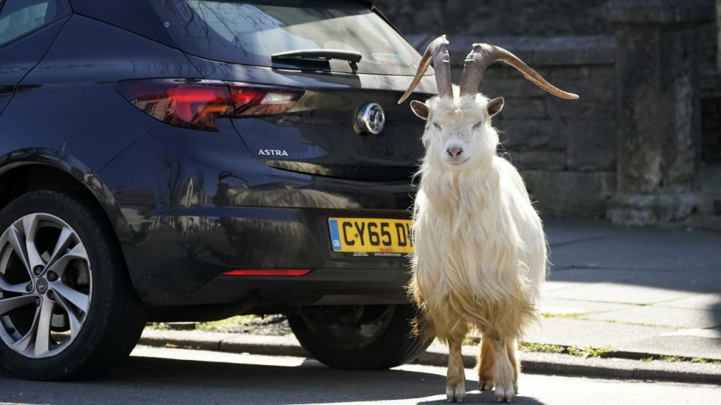 في زمن الكورونا.. الناس في الحجر الصحي والحيوانات في الشوارع (شاهد) 2 في زمن الكورونا.. الناس في الحجر الصحي والحيوانات في الشوارع (شاهد) 1