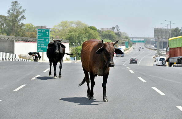 في زمن الكورونا.. الناس في الحجر الصحي والحيوانات في الشوارع (شاهد) 14 في زمن الكورونا.. الناس في الحجر الصحي والحيوانات في الشوارع (شاهد) 13