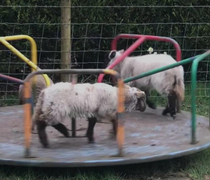 في زمن الكورونا.. الناس في الحجر الصحي والحيوانات في الشوارع (شاهد) 18 في زمن الكورونا.. الناس في الحجر الصحي والحيوانات في الشوارع (شاهد) 17