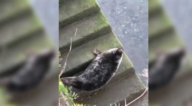 في زمن الكورونا.. الناس في الحجر الصحي والحيوانات في الشوارع (شاهد) 20 في زمن الكورونا.. الناس في الحجر الصحي والحيوانات في الشوارع (شاهد) 19