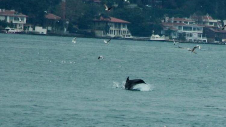في زمن الكورونا.. الناس في الحجر الصحي والحيوانات في الشوارع (شاهد) 22 في زمن الكورونا.. الناس في الحجر الصحي والحيوانات في الشوارع (شاهد) 21