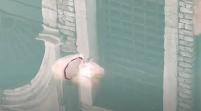 في زمن الكورونا.. الناس في الحجر الصحي والحيوانات في الشوارع (شاهد) 24 في زمن الكورونا.. الناس في الحجر الصحي والحيوانات في الشوارع (شاهد) 23