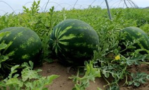 موسم البطيخ في تركيا يواجه خطرا شديدا