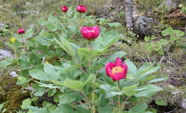 60 الف ليرة عقوبة لمن يتلف هذه الزهرة النادرة في تركيا 3