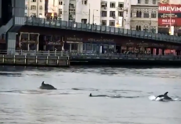 شاهد.. الدلافين تسبح قرب جسر "غلطة" مستغلة هدوء إسطنبول 11