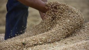 مزاعم سطو “الجيش التركي” على “قمح سوري”